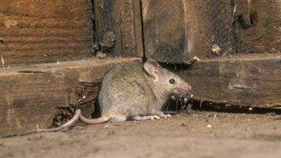 تفسير حلم الفار في المنزل.. رزق وفير أم امرأة فاسقة أم سحر؟