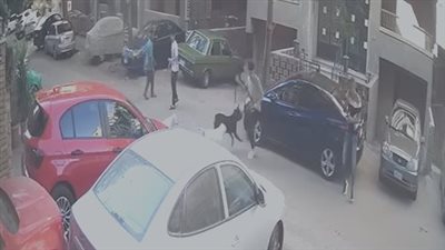 سيدة تستغيث من كلاب جارتها الشرسة: خايفين واقعة كلب المذيعة أميرة شنب تتكرر تاني | صور