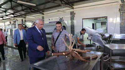 لأول مرة.. نجاح تجربة زراعة نبات الكسافا بالوادي الجديد