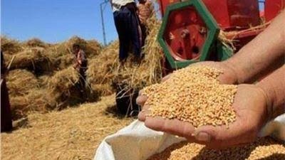 محافظ الدقهلية: توريد 92 ألف طن قمح منذ بداية الموسم 