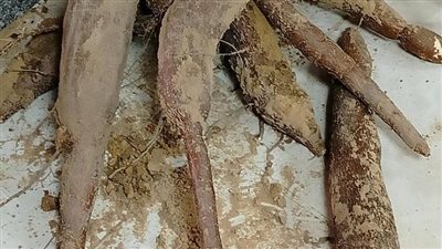 لسد الفجوة من الدقيق.. مصر تنجح في زراعة نبات الكاسافا بالوادي الجديد 