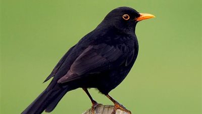 الشحرور واللقلق وعصفور سيناء... طيور تزين محمية سانت كاترين 