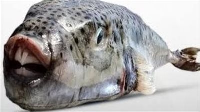 تسبب الوفاة.. صحة سوهاج تحذر المواطنين من شراء وتناول سمكة الأرنب السامة