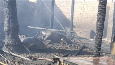 نفوق 4 رؤوس ماشية في حريق بمنزل وحوش بسوهاج.. والحماية المدنية تسيطر|صور