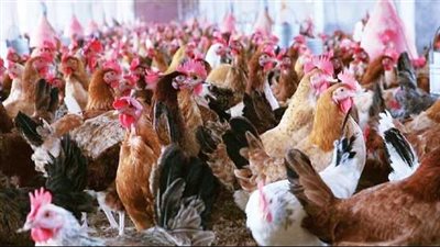 محافظ قنا: تطوير مشروعات الأمن الغذائي لاستقبال 300 ألف طائر 