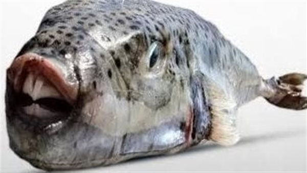 سمكة الأرنب السامة