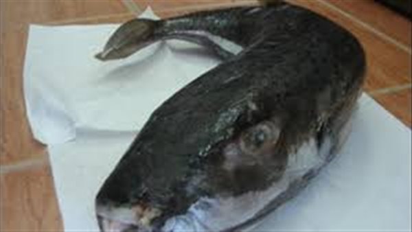 سمكة الأرنب السامة