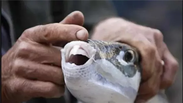 سمكة الأرنب السامة