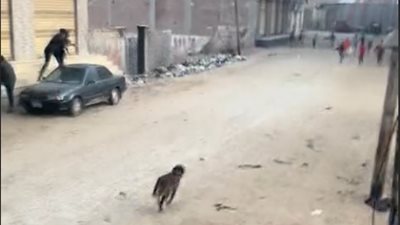 كلب مفترس يعقر 12 شخصًا داخل قرية في قنا