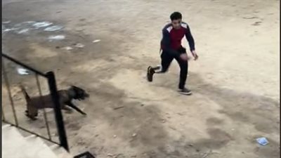 بيطلقه على العيال.. شاب يثير الذعر بكلب شرس على التيك توك