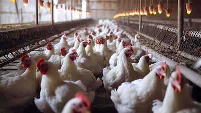 عضو اتحاد منتجي الدواجن: 35 شخصا تحكموا في البورصة سابقًا.. وهناك تجار يبيعون الفراخ بـ90 جنيهًا 