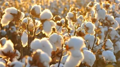 الإحصاء: 36.5% زيادة في كمية الصادرات من الأقطان عام 2023