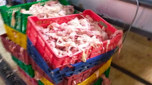 صورة هياكل دواجن