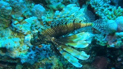 بعد فرض غرامة 1.6 مليون دولار.. تعرف على شعاب كلاودى المتضررة من جنوح سفينة بسفاجا| صور