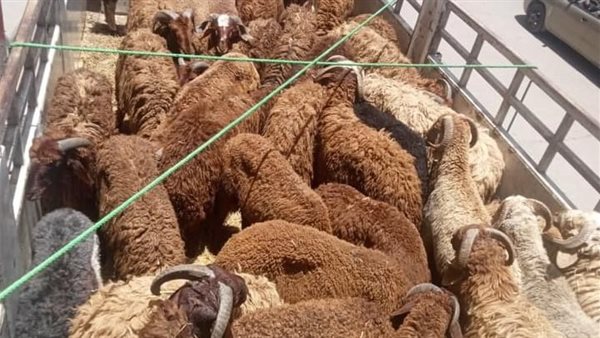 وصول خراف حية ولحوم