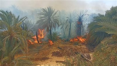 الوادي الجديد تدفع بتعزيزات لموقع حريق مزارع نخيل عين القضا | صور