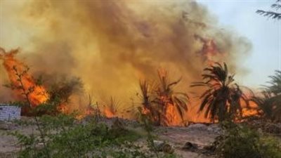 3 ساعات متواصلة.. الحماية المدنية تحاول السيطرة على حريق هائل التهم مزارع النخيل بالوادي الجديد| بث مباشر