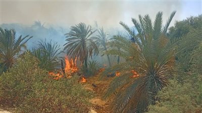  10 أفدنة التهمها حريق مزارع نخيل عين القضا في الوادي الجديد