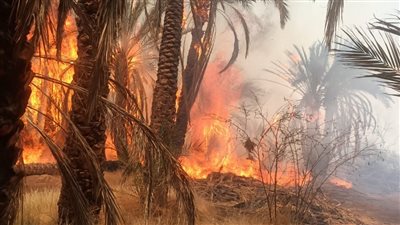 حصيلة حريق مزارع نخيل الوادي الجديد.. 13 مصابا وتفحم 300 نخلة