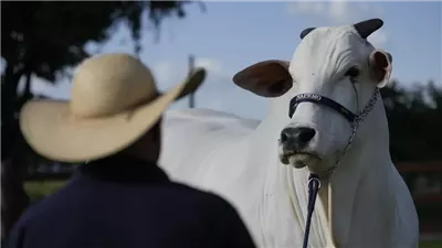 سعرها 4 ملايين دولار.. قصة البقرة البيضاء الأغلى في العالم وعلاقتها بخطة البرازيل لتطوير تصدير اللحوم