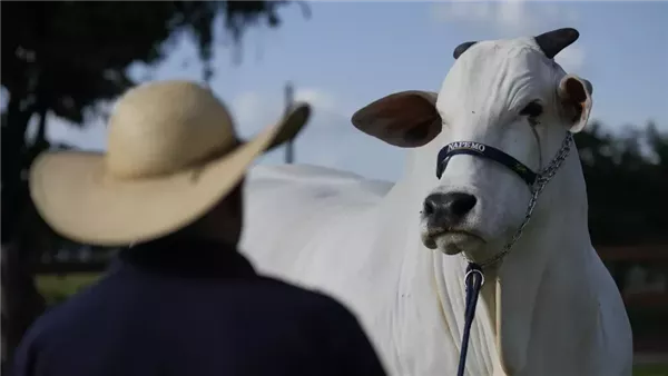 البقرة البيضاء