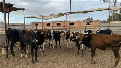 أسعار العجول والمواشي بالأسواق المحلية في مصر