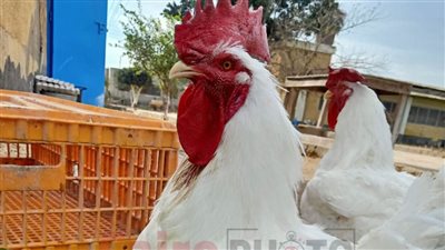 علي جمعة قال حلال.. أستاذ بجامعة الأزهر يحسم الجدل بشأن جواز الأضحية بالديك والعصفور