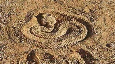 القضاء على ثعبان داخل مدرسة للتعليم الأساسي في المنوفية