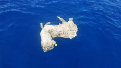 البيئة توجه بالتحقيق العاجل في واقعة إلقاء خراف نافقة قرب منطقة شعاب أبو نحاس بالبحر الأحمر| صور