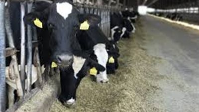 الإفتاء: يجوز ذبح الأضحية إذا كانت كثيرة اللحم حتى ولو لم تبلغ السن الشرعية