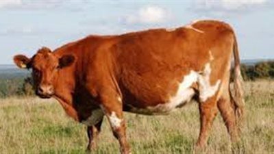 الإفتاء: يجوز شراء الأضحية بالتقسيط بشرط أن يكون الثمن والأجل معلومين عند العقد