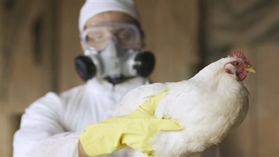 ولاية كاليفورنيا الأمريكية تعلن حالة الطوارئ بسبب إنفلونزا الطيور 