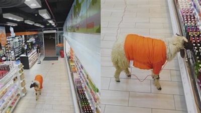خروف يقتحم متجرا شهيرا بالكويت تزامنًا مع عيد الأضحى.. ما القصة؟