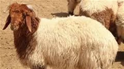 مواصفات خروف الأضحية.. احذر الباعة الجائلين