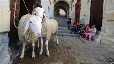 شروط الأضحية الشرعية.. وخطوات الذبح دون إيلام الحيوان