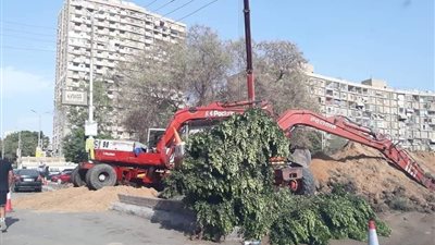 التطوير السبب.. أول رد من محافظة القاهرة على قطع الأشجار بالشوارع