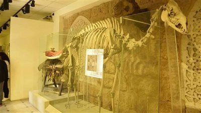 متحف قصر المنيل يعرض الهيكل العظمي لآخر الجمال الحاملة لـ الكسوة الشريفة 