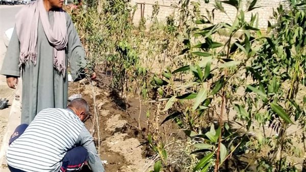 زراعة 51 ألف شجرة