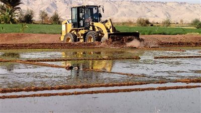 حملة موسعة لإزالة مزارع الأرز في الوادي الجديد.. وفصل الكهرباء عن آبار الري| صور