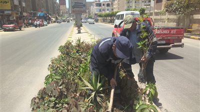 محافظ كفر الشيخ: استمرار زراعة الأشجار المثمرة بدسوق ضمن المبادرة الرئاسية 100 مليون شجرة