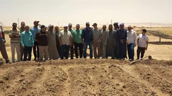 زراعة محصول القطن