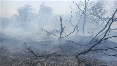 في أول أيام العيد... نشوب حريقين في مزارع نخيل وحظائر ماشية بالوادي الجديد| صور