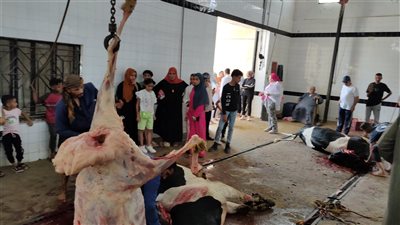 استمرار فتح المجازر بالمجان أمام المواطنين بالقليوبية في ثالث أيام عيد الأضحى