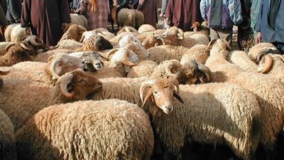 المفتي: يجوز توزيع لحوم الأضاحي على الفقراء من خلال صكوك الأضحية