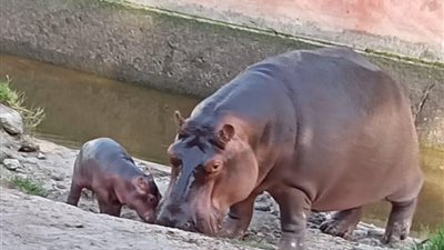 حديقة حيوان الإسكندرية: 3.8 آلاف زائر أول أيام عيد الأضحى