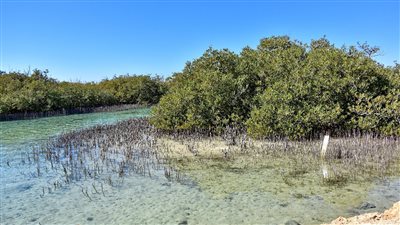 130 نوعا من الطيور المهاجرة تغزو محمية رأس محمد بشرم الشيخ 