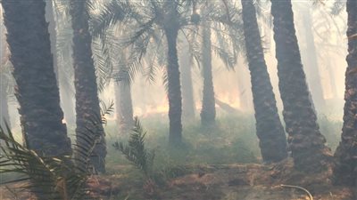 الوادي الجديد تحذر من خطورة ارتفاع درجات الحرارة وحرق مخلفات النخيل