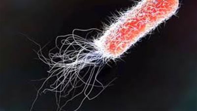 شركات أغذية بريطانية تسحب منتجاتها بسبب تفشي مرض الإشريكية القولونية