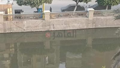 عجل يهرب من الذبح بالفيوم ويلقي بنفسه في البحر 