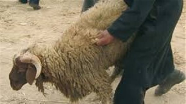 سرقة خرفان-أرشيفية